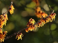 Hamamelis x intermedia 2015 02 07 3036